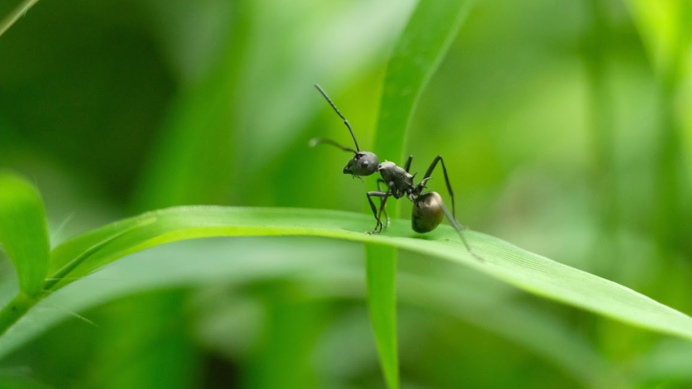 无敌的红火蚁谁能阻挡这种黑蚂蚁或有希望