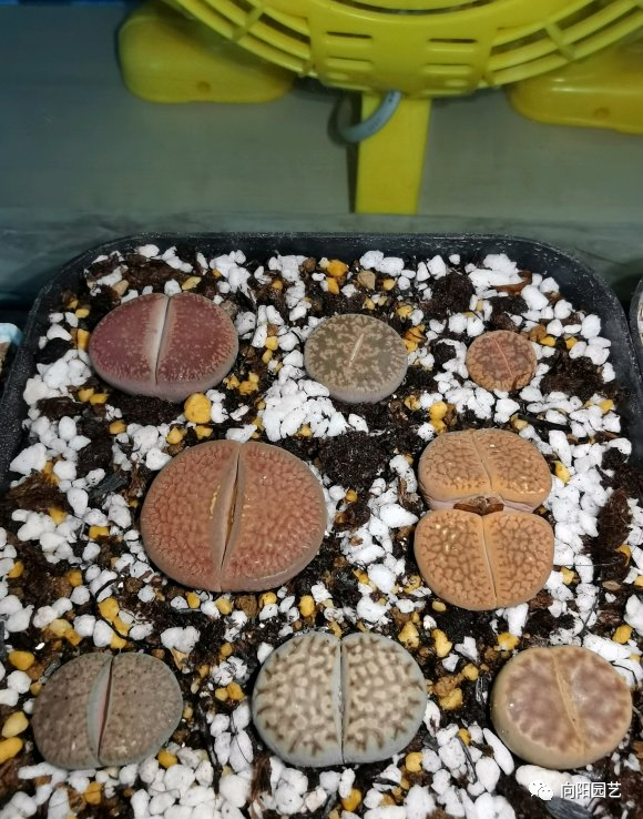 生石花属深根多肉浇水有技巧不易腐烂死亡赶紧学一学