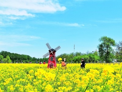 北京周边油菜花进入盛花期_腾讯新闻