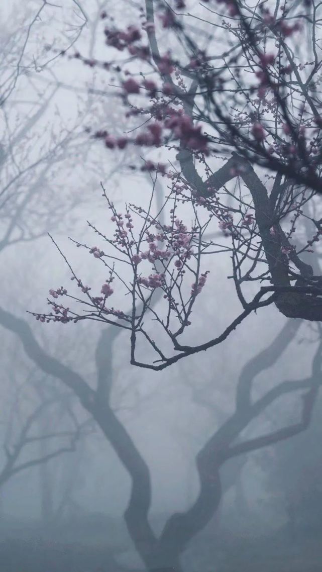 有婉孤山梅若雪香根寄予白头人