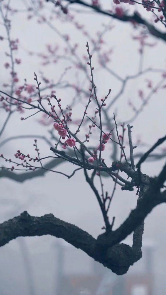 有婉孤山梅若雪,香根寄予白头人