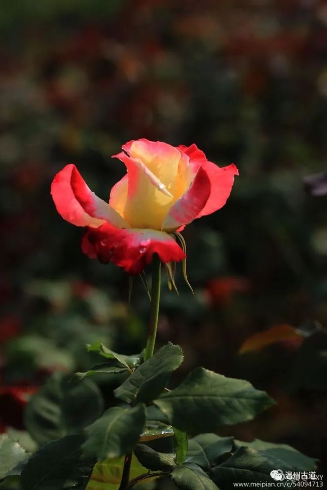 溫州楊府山公園月季花園 月季花又名長春花,月月紅,四季薔薇等,在