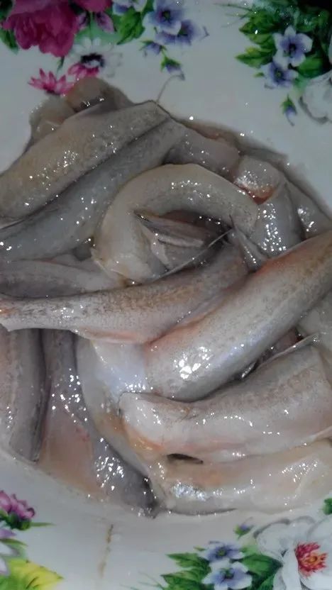 科普:没错,我就是"那个鱼"!|潮汕地区|海鱼