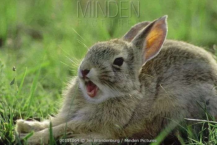 兔子|“请你不要吃掉我，我给你唱支好听的歌。”