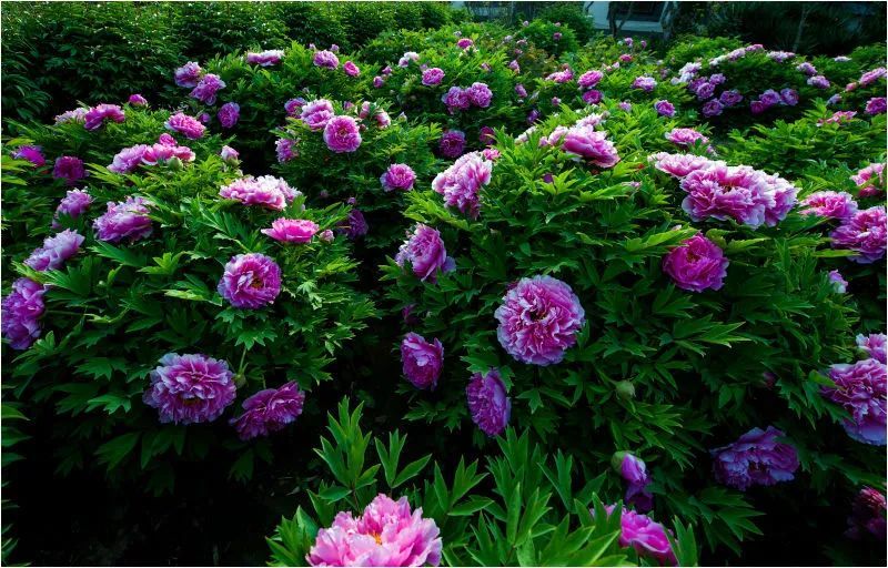 4月25日--5月15日 戚继光故里『赏花系列活动』 蓬莱本地市民 持身份