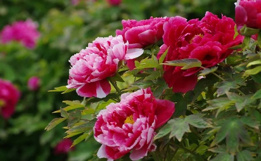 故里牡丹正烂漫,好一朵人间富贵花,快来赏