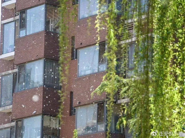 又是一年柳絮纷飞时敏感的你该怎么办