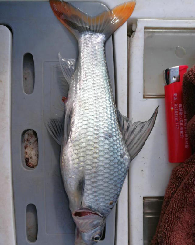 红尾鲫鱼现身珠江外来入侵物种网友希望它泛滥成灾