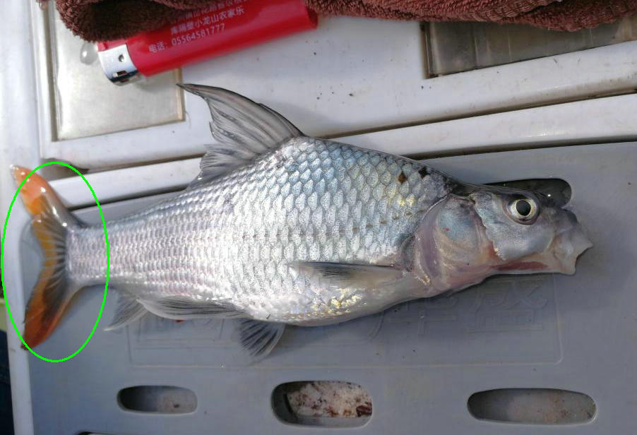 红尾鲫鱼现身珠江外来入侵物种网友希望它泛滥成灾