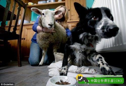 綿羊以為自己是牧羊犬每日與邊境牧羊犬一起趕羊