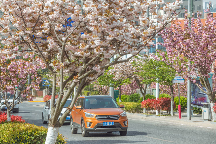 青岛樱花小镇图片