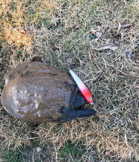 水深藏凶物 这些水底游荡的活物 一只比一只令人肝颤 谁钓起谁倒霉 腾讯新闻