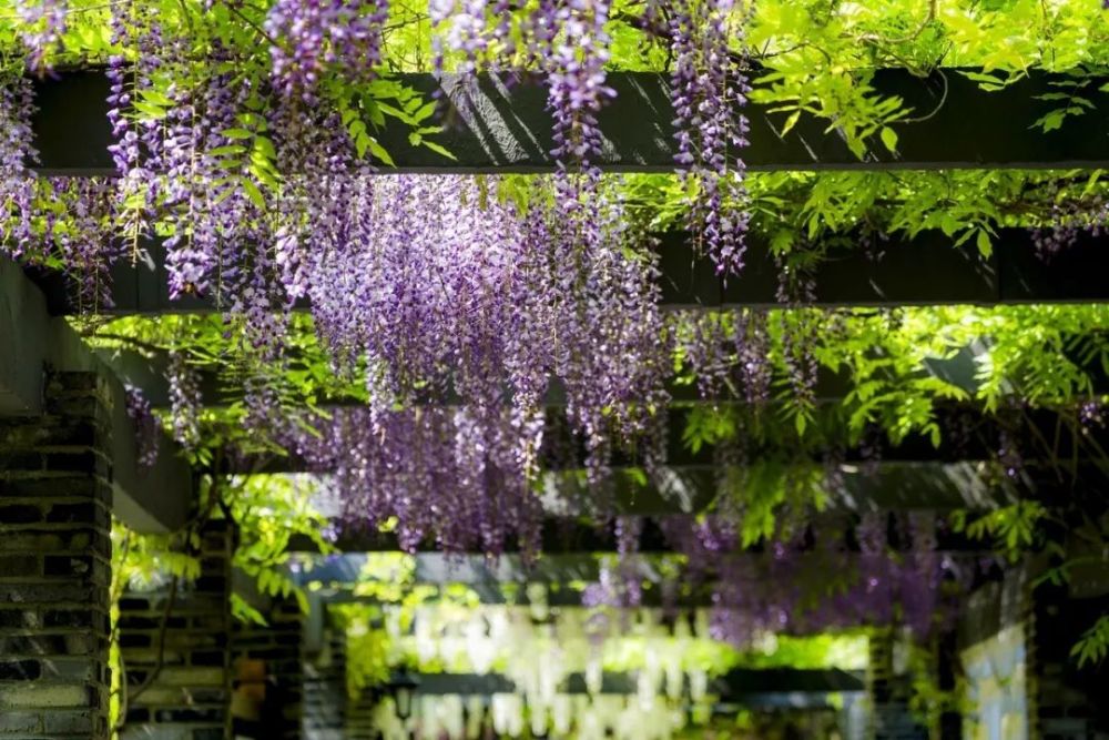 最美紫藤花廊了解一下!