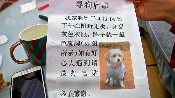 丢失6天的小狗找回家男主人激动到落泪