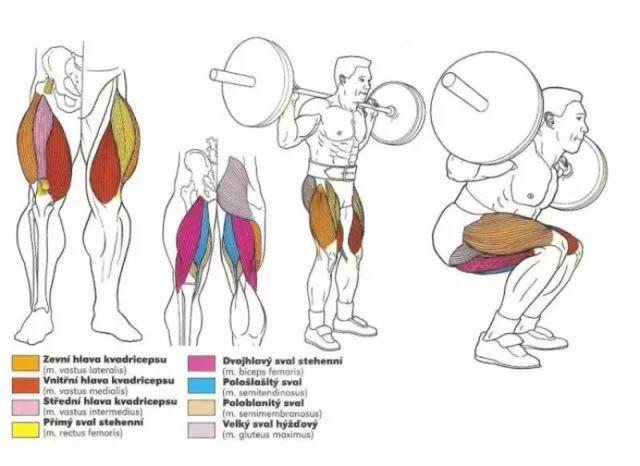 深蹲时主要运用的肌肉:股四头肌:四头肌主要是用来伸展膝盖.