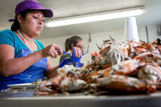 海鲜加工厂添新机器一天处理螃蟹10000斤销往中国的占八成