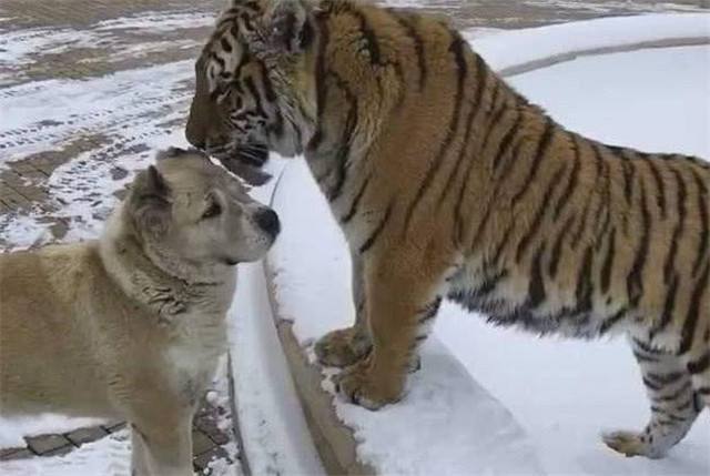 老虎和狗狗一起的图片图片