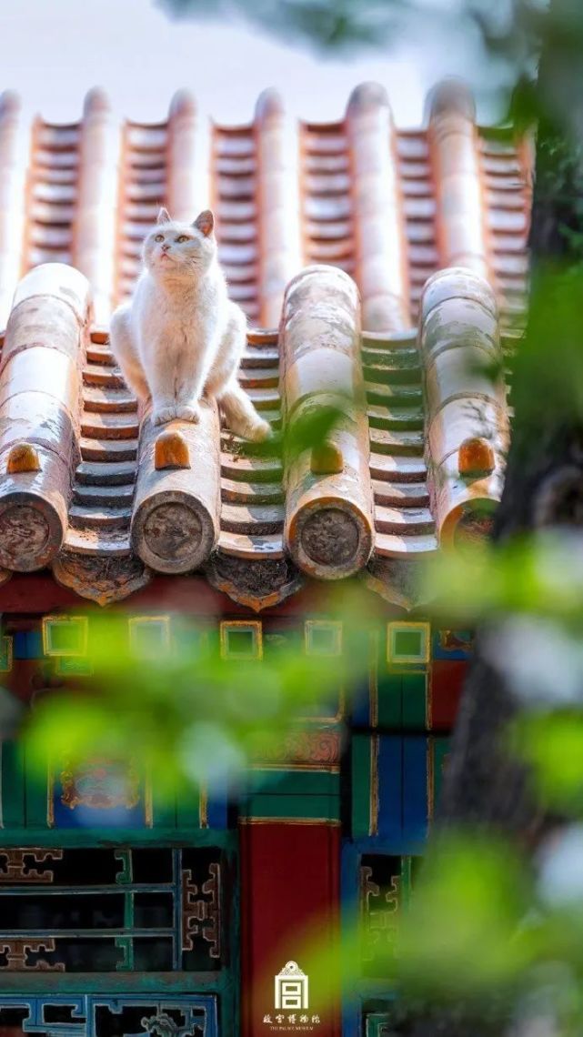 封面年度故宫御猫"美照"大赏