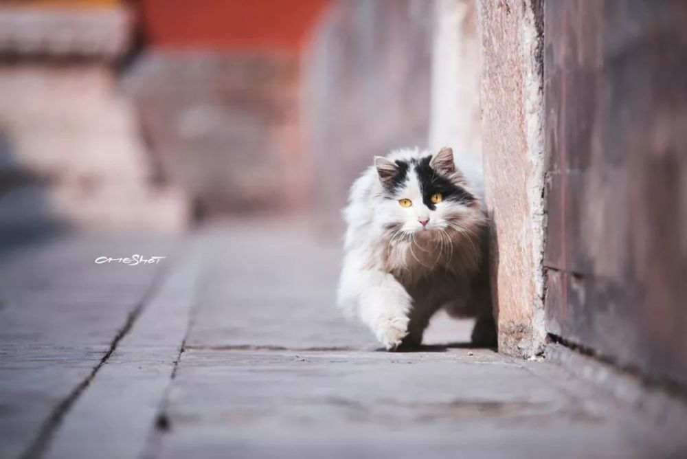 封面年度故宫御猫美照大赏