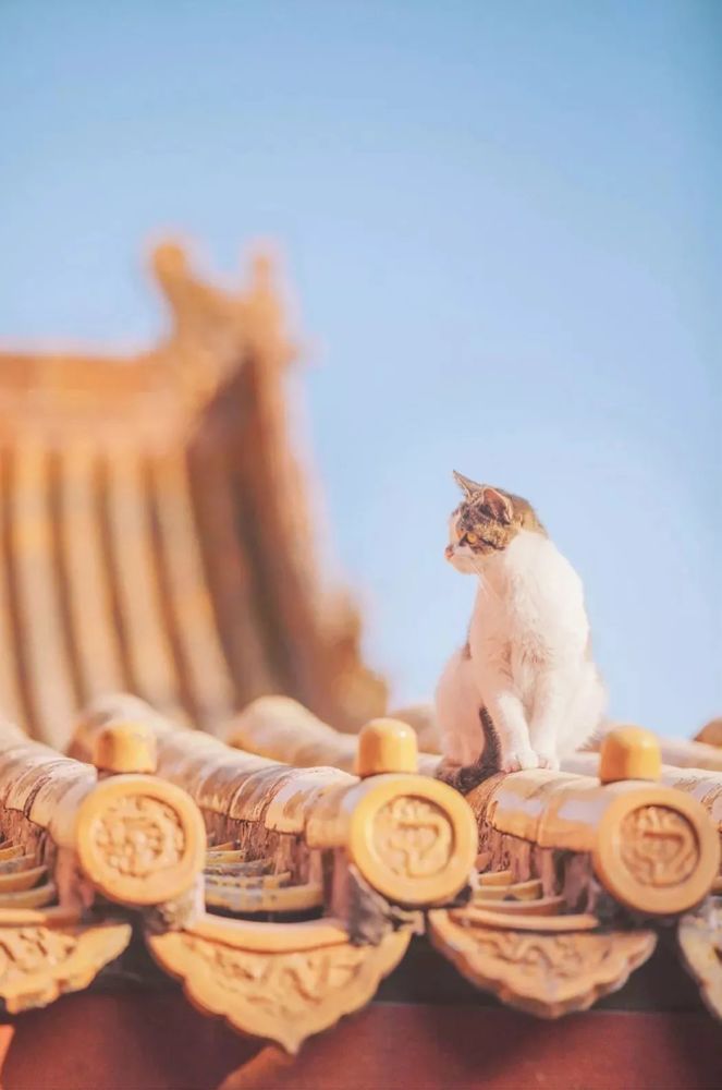封面年度故宫御猫美照大赏