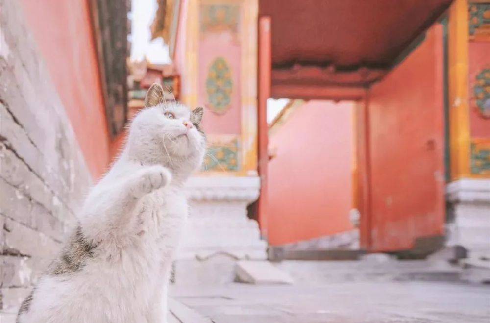 封面年度故宫御猫"美照"大赏_腾讯新闻