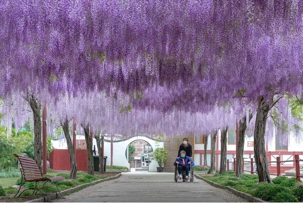 嘉定紫藤迎来盛花期一大波美图带你在线赏花