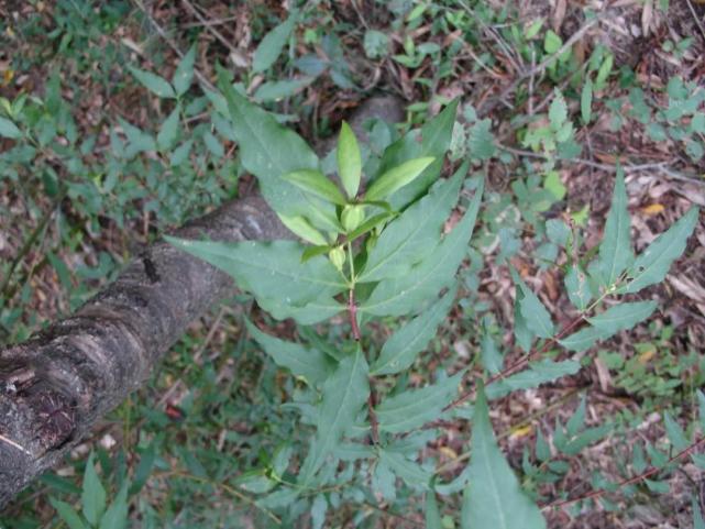 林草科普 中国寄生植物_腾讯新闻