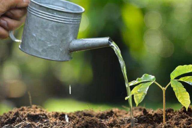 5月养花,就浇"3种水",养分足,土壤透气性高,啥花都喜欢!