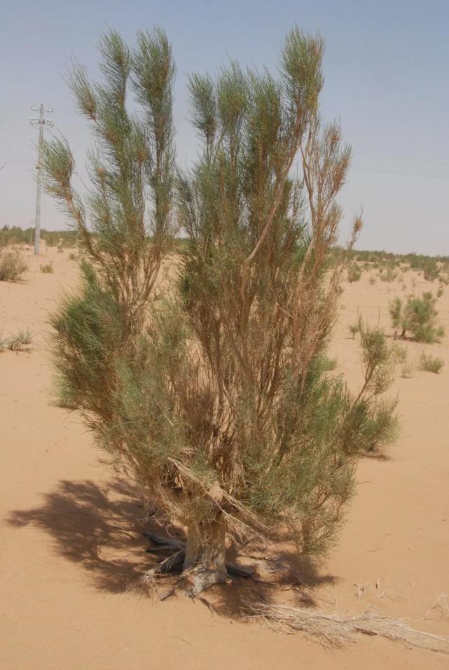 林草科普 中国寄生植物_腾讯新闻