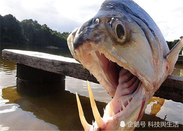 食人魚不算什麼,這3大生物才是海洋霸主,殺傷力難以承受!