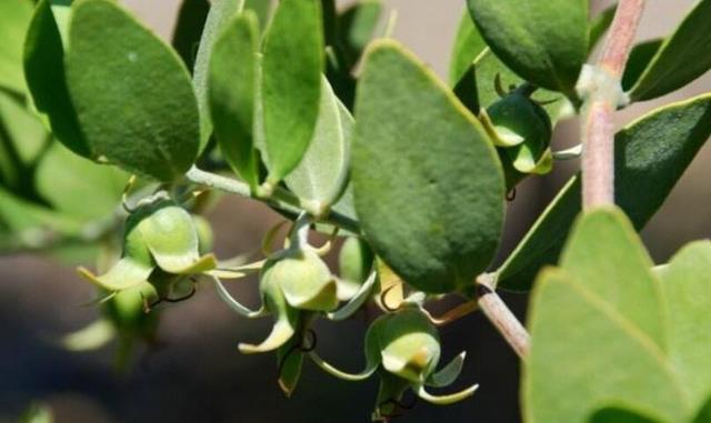 霍霍巴树是一种独一无二的植物油料来源,目前主要还是靠北美洲的部分