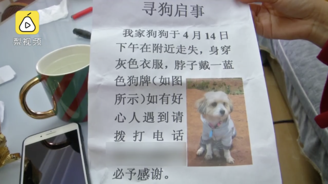 狗狗走失6天后独自坐电梯回家,再见时主人激动得哭