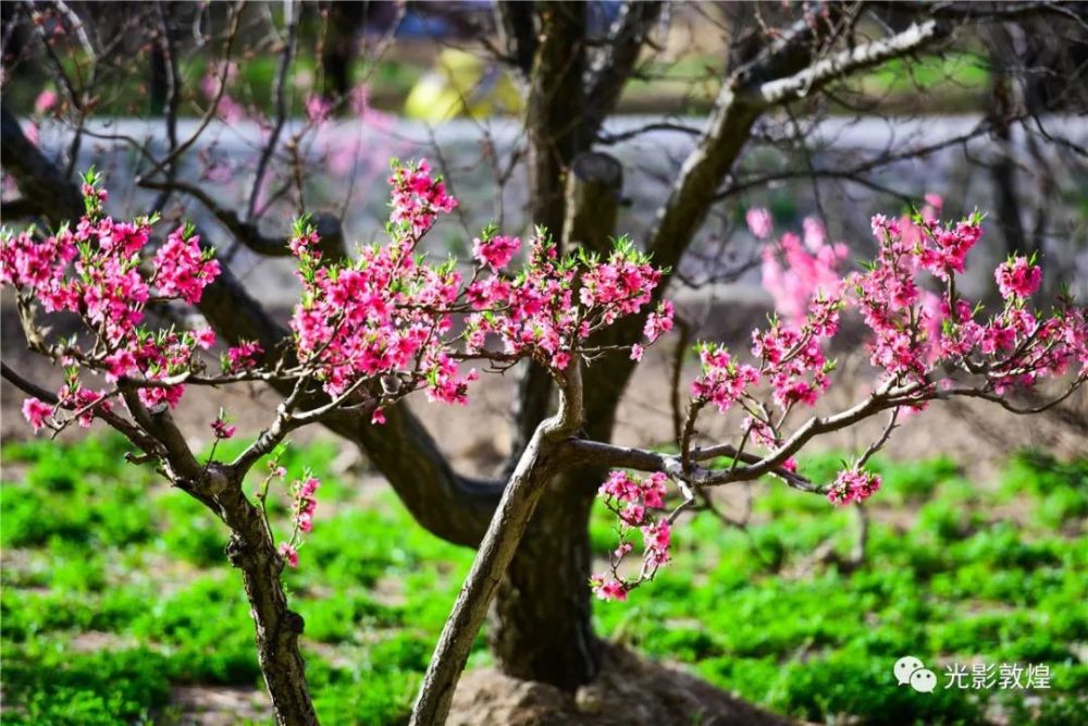 千畝桃花盛開桃園美景引客來