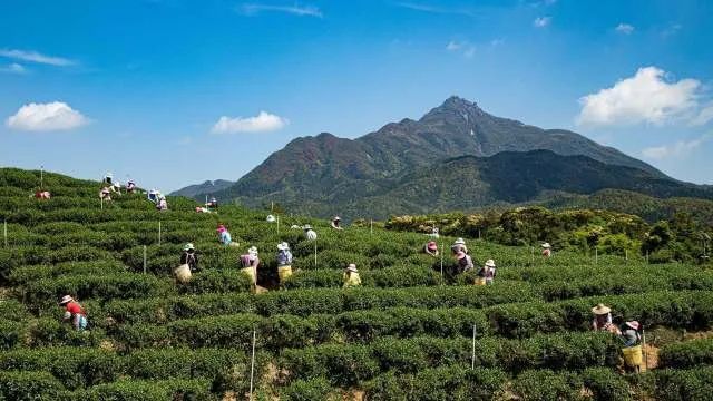 怀集新岗茶场图片