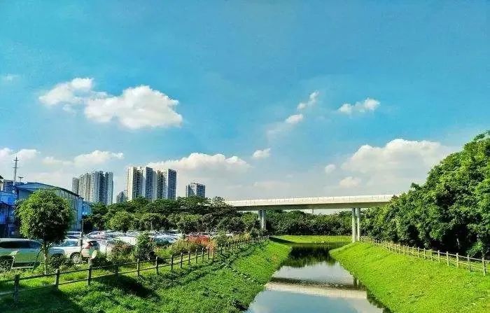 近处金沙洲绿心公园树林荫翳,江面上金沙洲大桥标志性的红色桥梁清晰