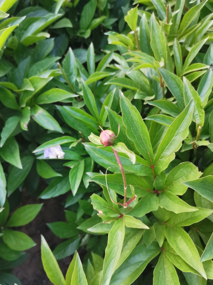 白芍还有那么多功效呢