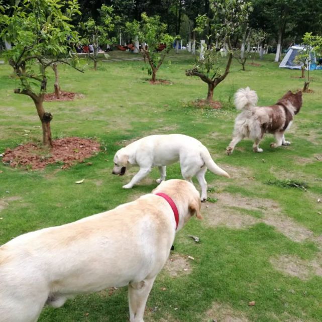 五部门联合发布通告 资阳这些地方严禁饲养大型犬 烈性犬