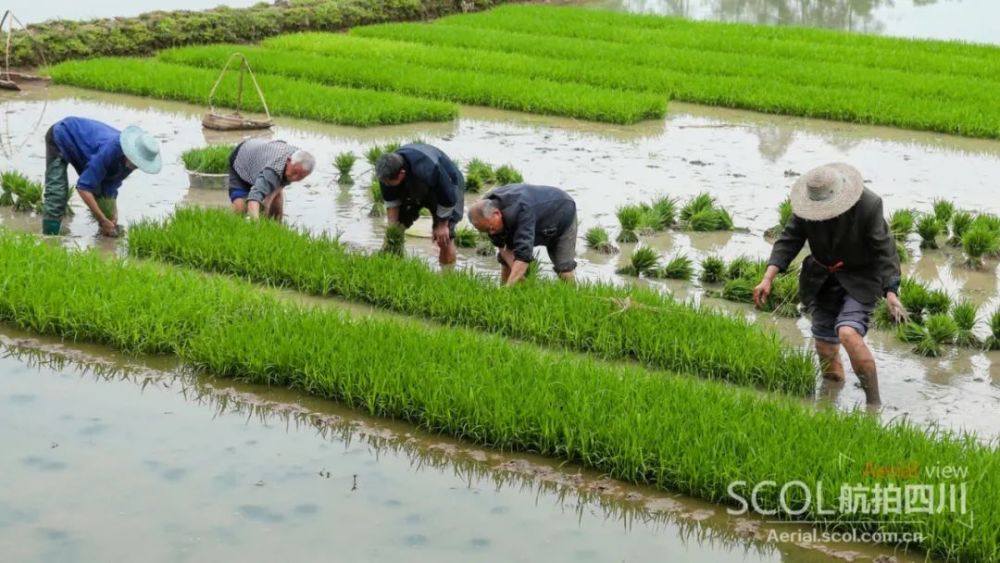 谷雨时节插秧忙 华蓥山区谱写田园春曲_腾讯新闻