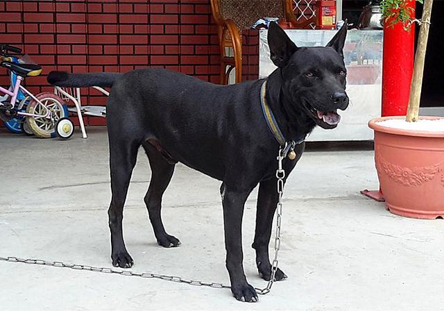 土狗并非只配看门 在历史上 中华田园犬是人们的掌上明珠 腾讯新闻