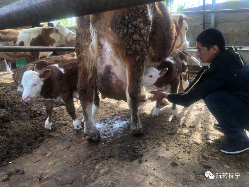 抚宁一母牛生下龙凤胎,据说仅有五万分之一的概率,像中了大奖一样!