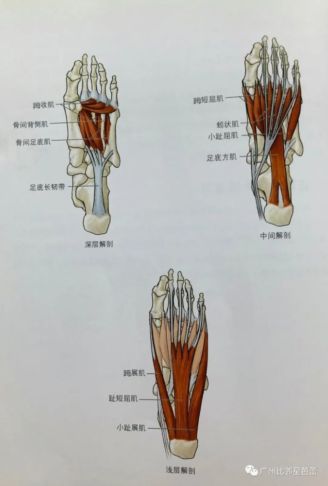 它們起於腓骨外側,其中腓骨短肌止於第五蹠骨粗隆,而腓骨長肌腱繞至