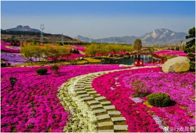 镇晒字村的如果你恰好有时间,春光不可辜负,恰好赶上芝樱最美的时候