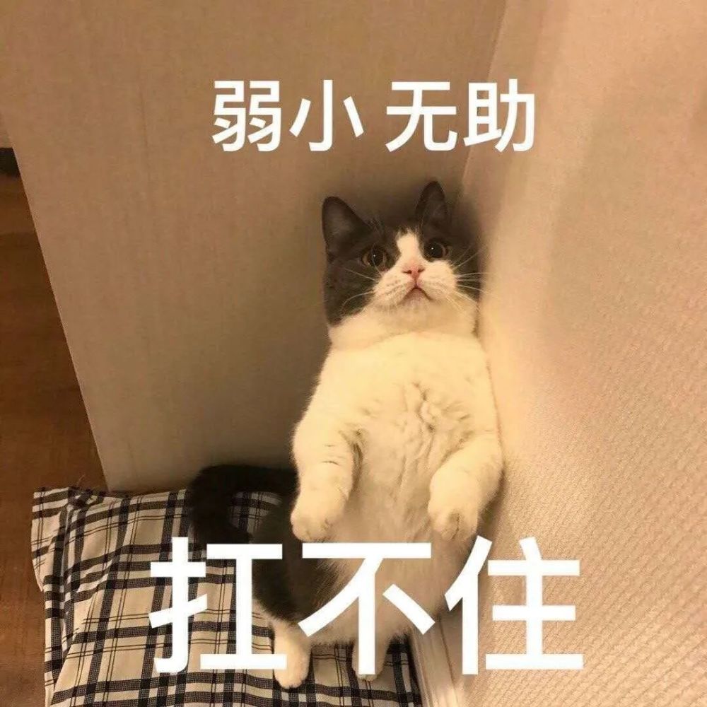 (猫生迷茫.jpg)猫咪:终究是我一猫扛下了所有.