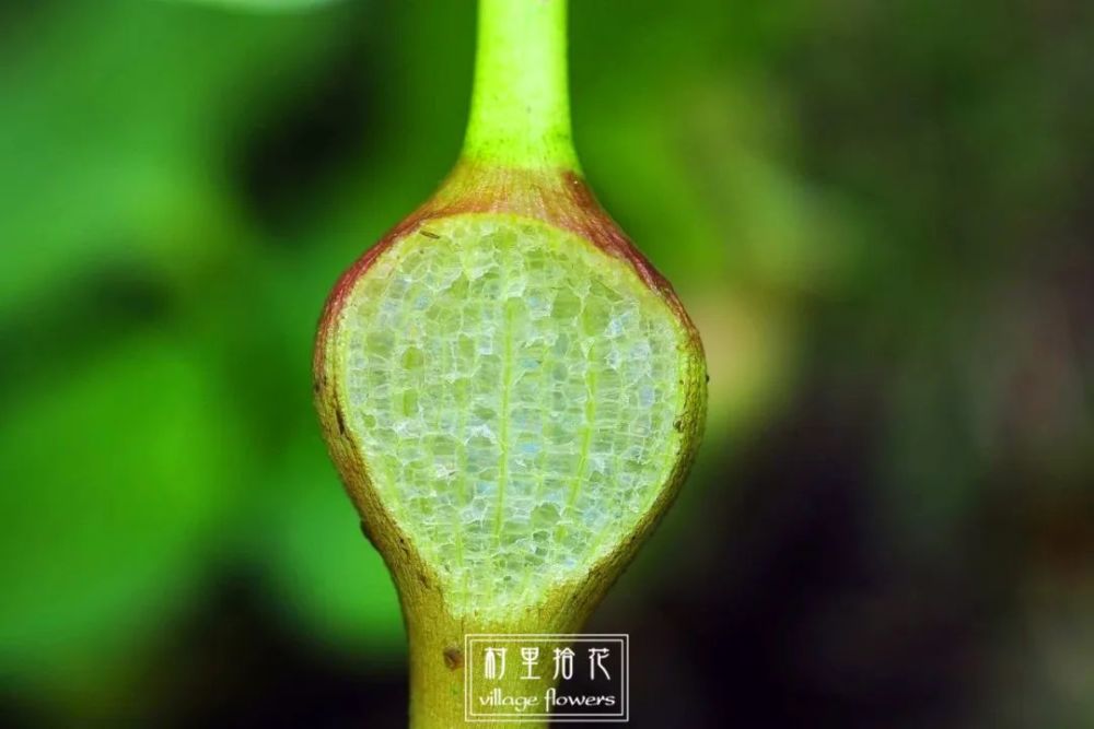 我是你得到后又抛弃的水葫芦