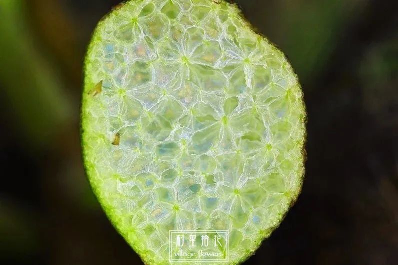 我是你得到后又抛弃的水葫芦