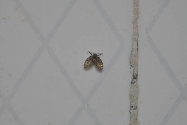 夏天到了 卫生间出现了很多黑色小飞虫 学会这招 轻松消灭它们 腾讯新闻