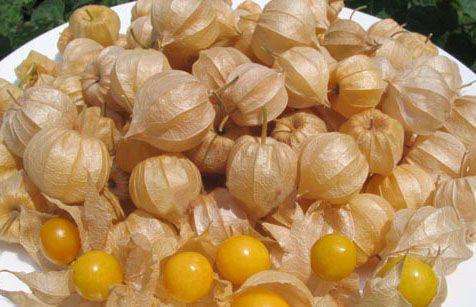 农村有种叫做"菇茑"的植物有什么作用?