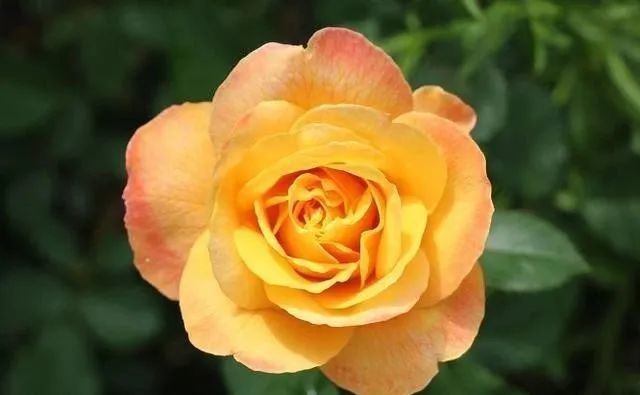 一夜暴富月季:耐热抗病优良大花月季_腾讯新闻