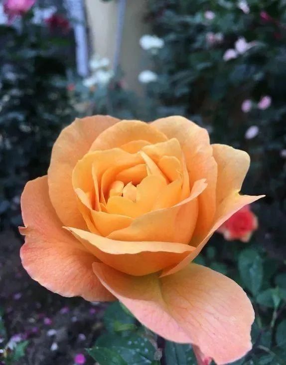 一夜暴富月季:耐热抗病优良大花月季_腾讯新闻