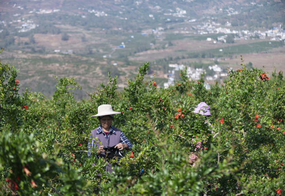 4月16日,會澤縣娜姑鎮發基卡村村民在當地的石榴種植基地裡勞作.